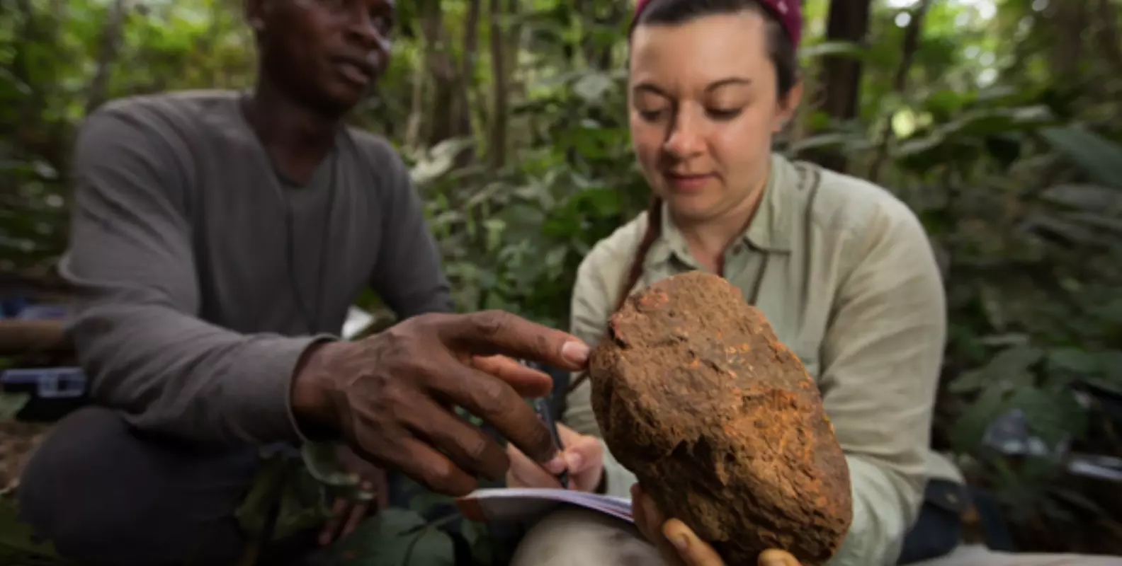 studying chimpanzee stone tools in guinea west africa