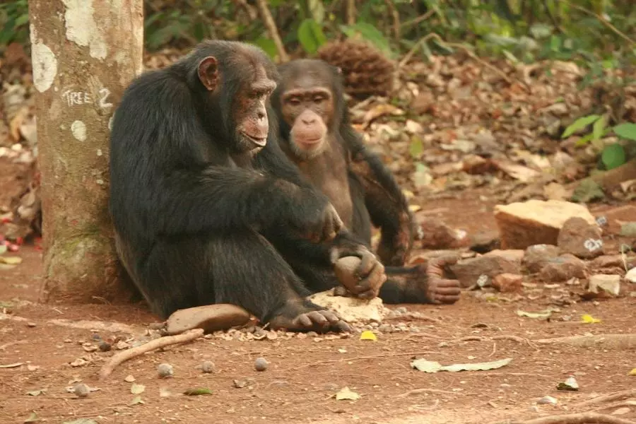 monkeys
